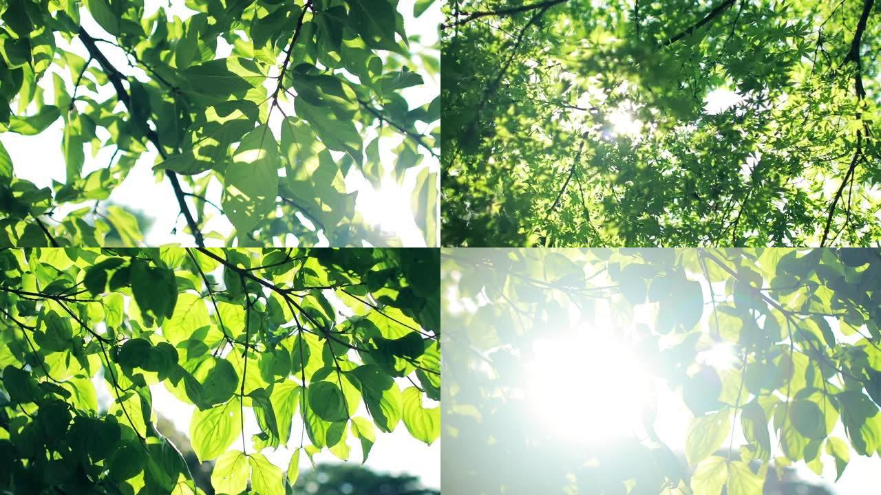 阳光透过夏天的叶子，新鲜的绿叶和树木