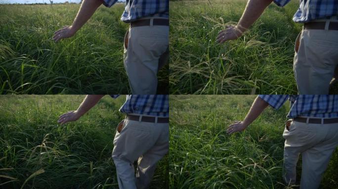 4k特写镜头，农民在牧场草地上行走