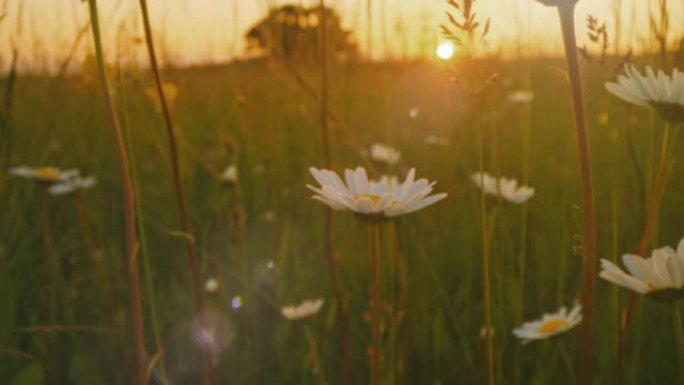 日落时在一片野花草地上的DS雏菊