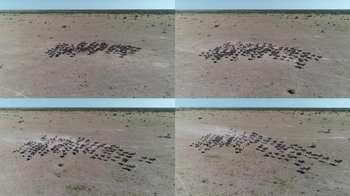 在博茨瓦纳的Makgadikgadi平底锅中，一群骑马者骑行经过一大群斑马和牛羚的鸟瞰图