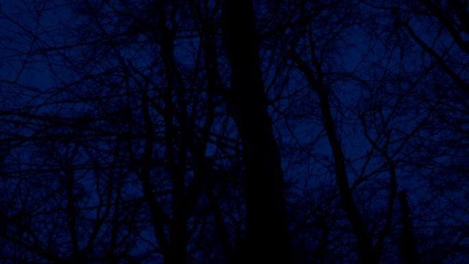 晚上在可怕的光秃秃的树林里散步