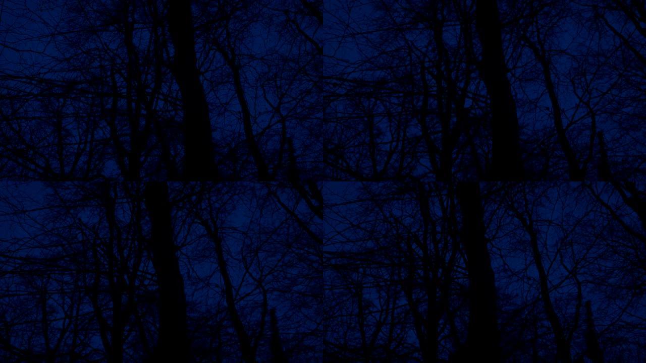 晚上在可怕的光秃秃的树林里散步