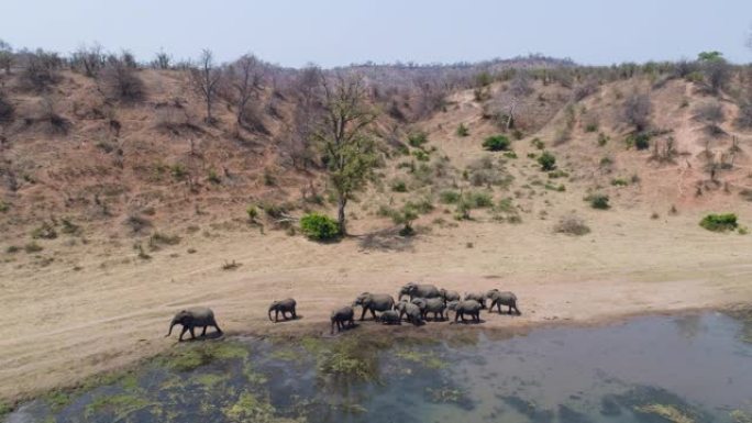 4K空中放大镜头，一大群大象在津巴布韦的河岸上行走