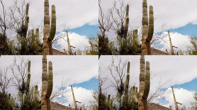 在炎热的晴天，美国亚利桑那州沙漠国家公园，低角度相机在高大的仙人掌下移动。