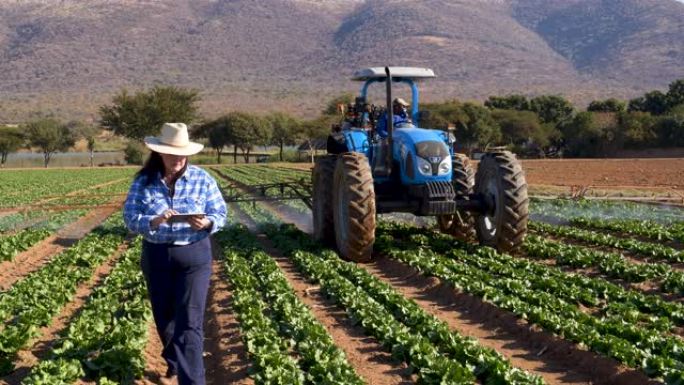 在大型蔬菜农场中，使用数字平板电脑并监视拖拉机在农作物上喷洒农药的女农民的风景