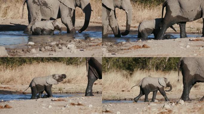 纳米比亚埃托沙国家公园，一只可爱的小象在水坑中奔跑，其他大象在附近的4k特写