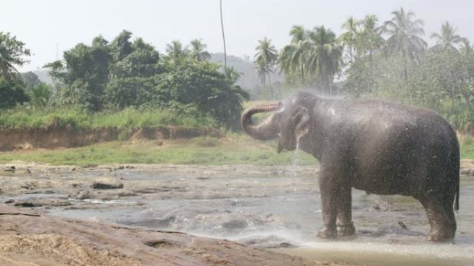 MS在斯里兰卡大象上喷水