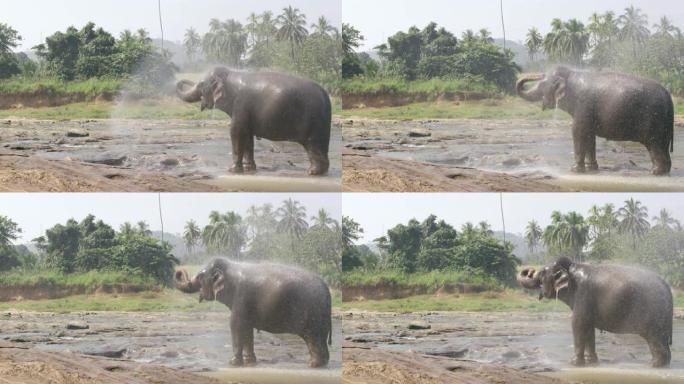 MS在斯里兰卡大象上喷水