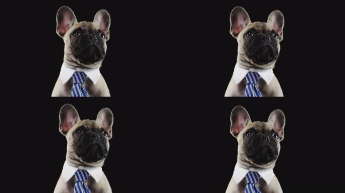 法国斗牛犬小狗穿着项圈和黑色背景领带的工作室肖像
