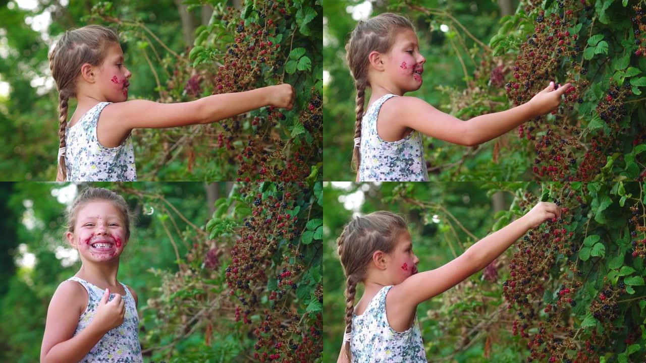 一个快乐的小女孩脸上沾满浆果的真实慢动作镜头正在吃自己刚收获的新鲜生物黑莓