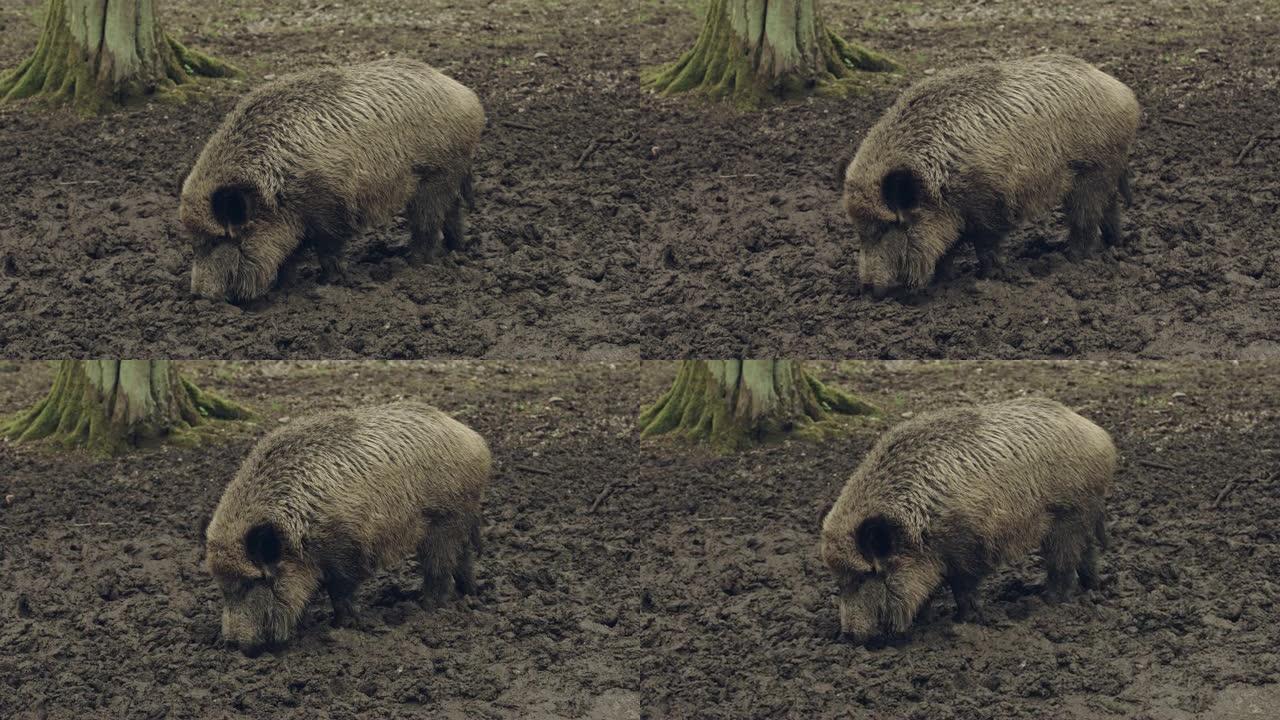 野猪埋在地下野猪野猪觅食