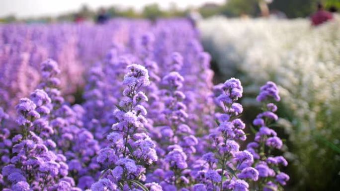 紫色玛格丽特花特写空镜花瓣