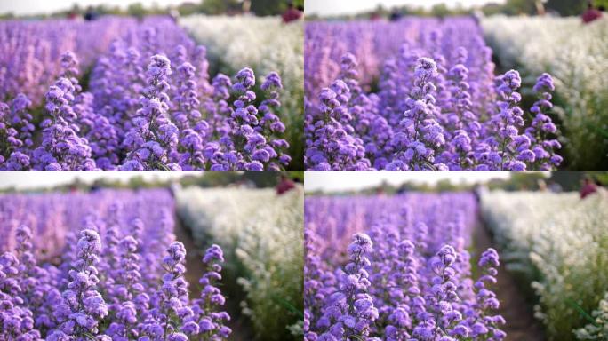 紫色玛格丽特花特写空镜花瓣