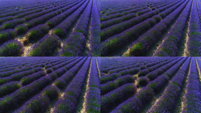 在晴朗的晴天和晴朗的蓝天下，空中电影无人机可以看到彩色薰衣草田。盛开的紫色花朵。农村的俯视图。
