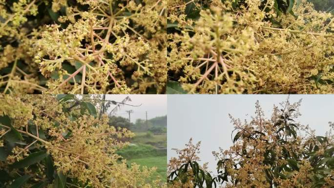 芒果 果树 芒果树 花 芒果花 开花结果