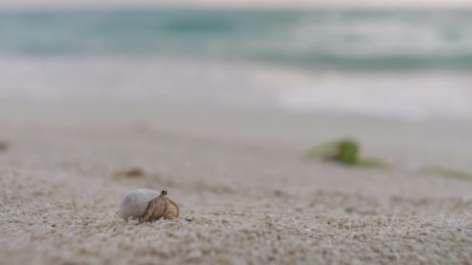 海滩上的寄居蟹海边沙滩特写蟹空镜头