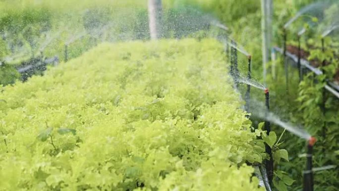 慢速mo: 农业洒水器浇灌农场植物农田