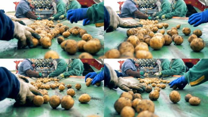 工人在特殊的传送带上分类土豆，关闭。