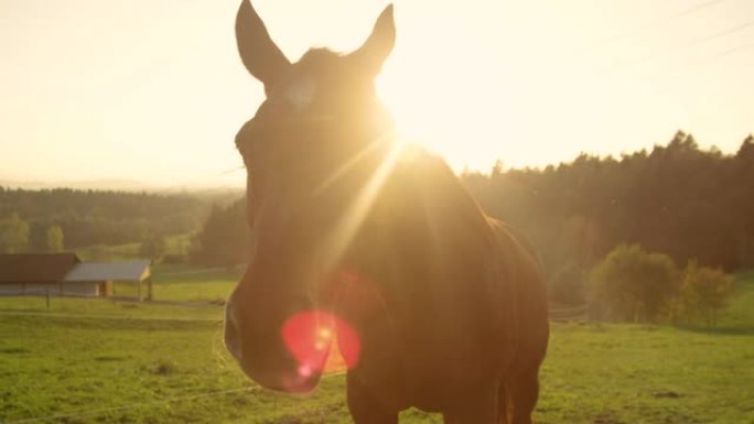 太阳耀斑: 布朗高级gel在一个宁静的牧场上享受退休生活。