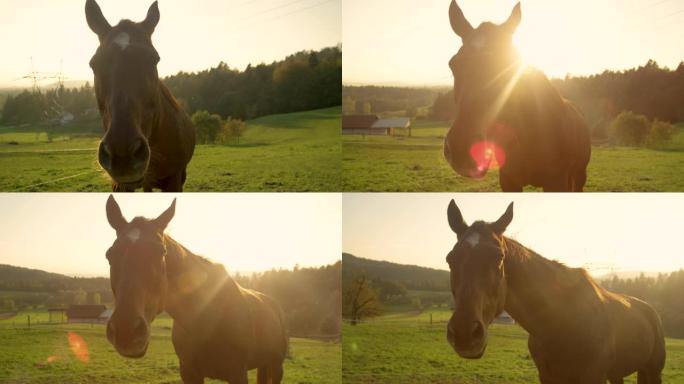 太阳耀斑: 布朗高级gel在一个宁静的牧场上享受退休生活。