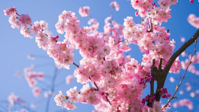 晴空背景下春天盛开的樱花树枝