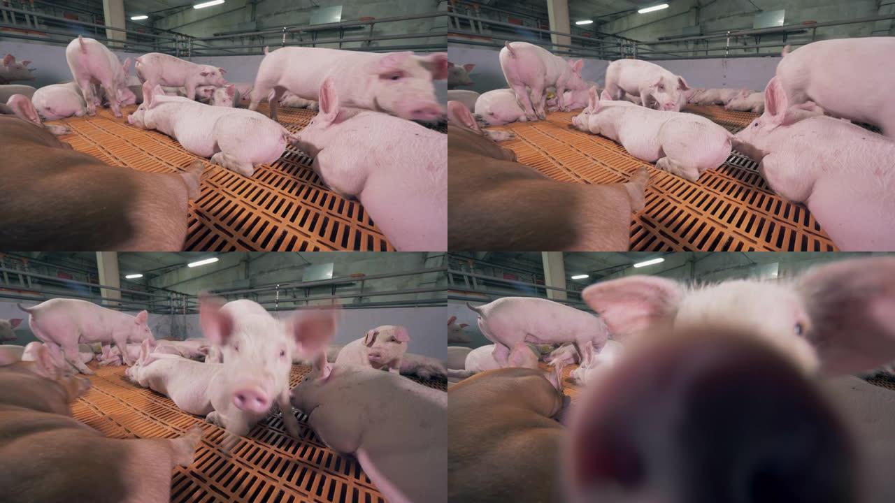 好奇的猪正在猪场嗅探相机