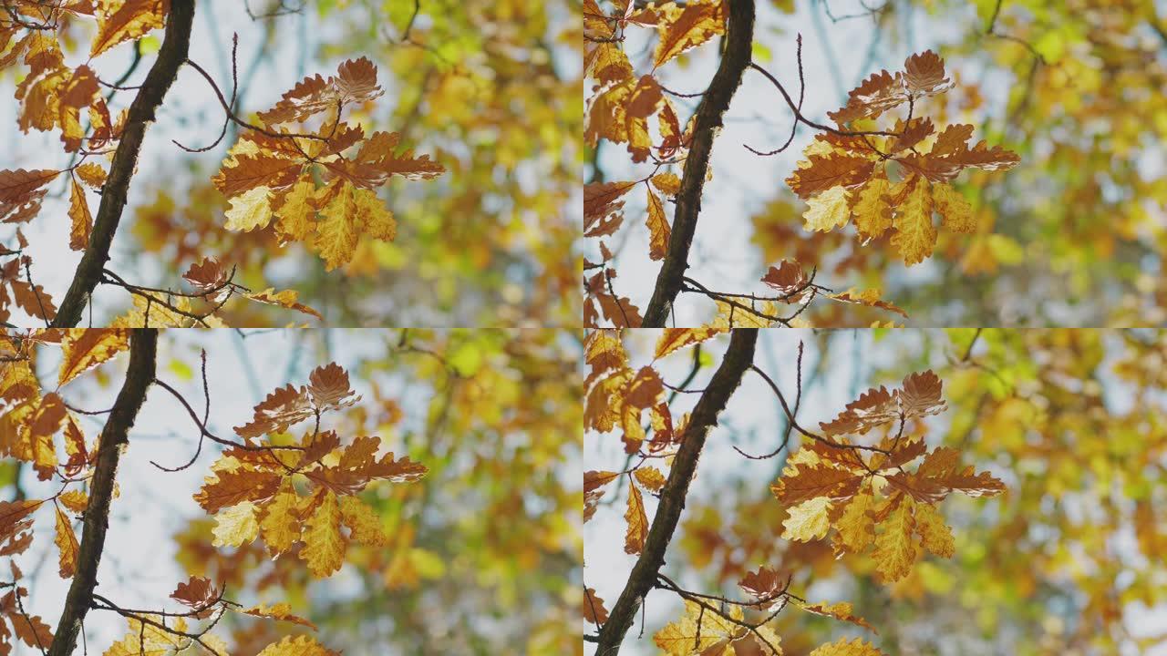 色彩鲜艳的秋叶秋季秋景枫叶红叶枫树枫林