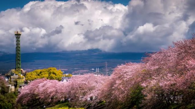 樱花盛开，富士山在日本，从右向左移动