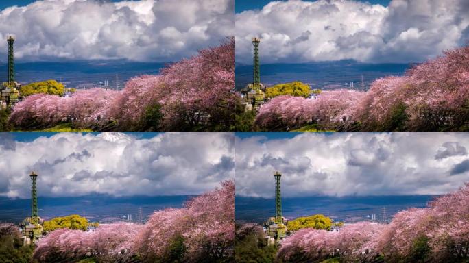 樱花盛开，富士山在日本，从右向左移动