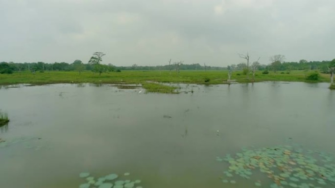 WS白鹭飞越河流和郁郁葱葱的绿色景观，斯里兰卡