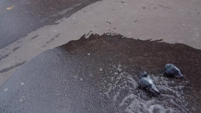 巴黎街的鸽子街道路边冒水鸽子在水中