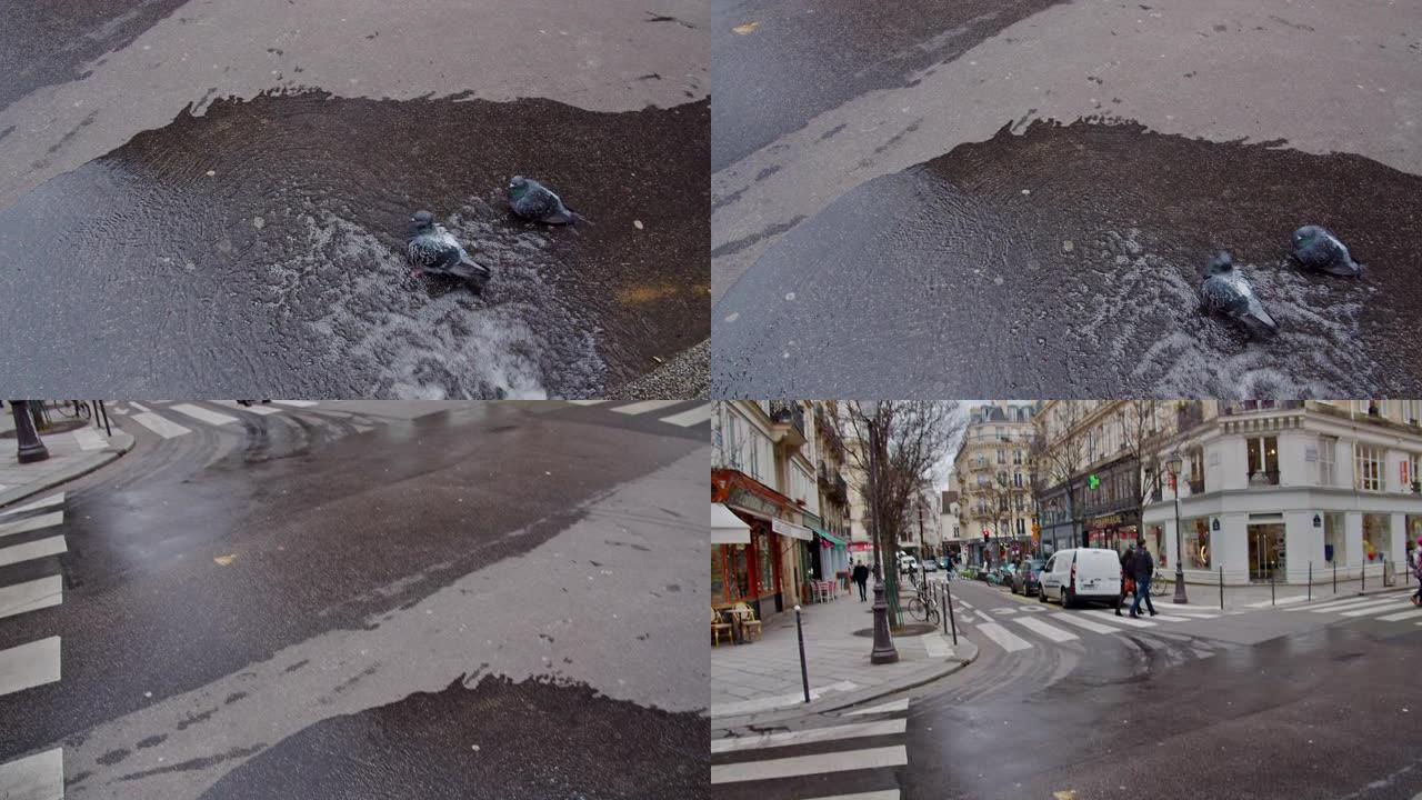 巴黎街的鸽子街道路边冒水鸽子在水中