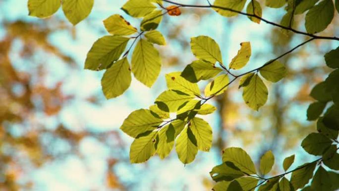 特写: 绿树树叶在温暖的秋日阳光下慢慢变色。
