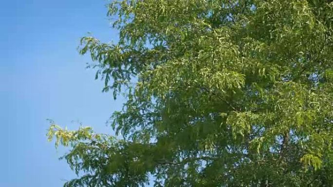 蓝天上的风中的树蓝天树木