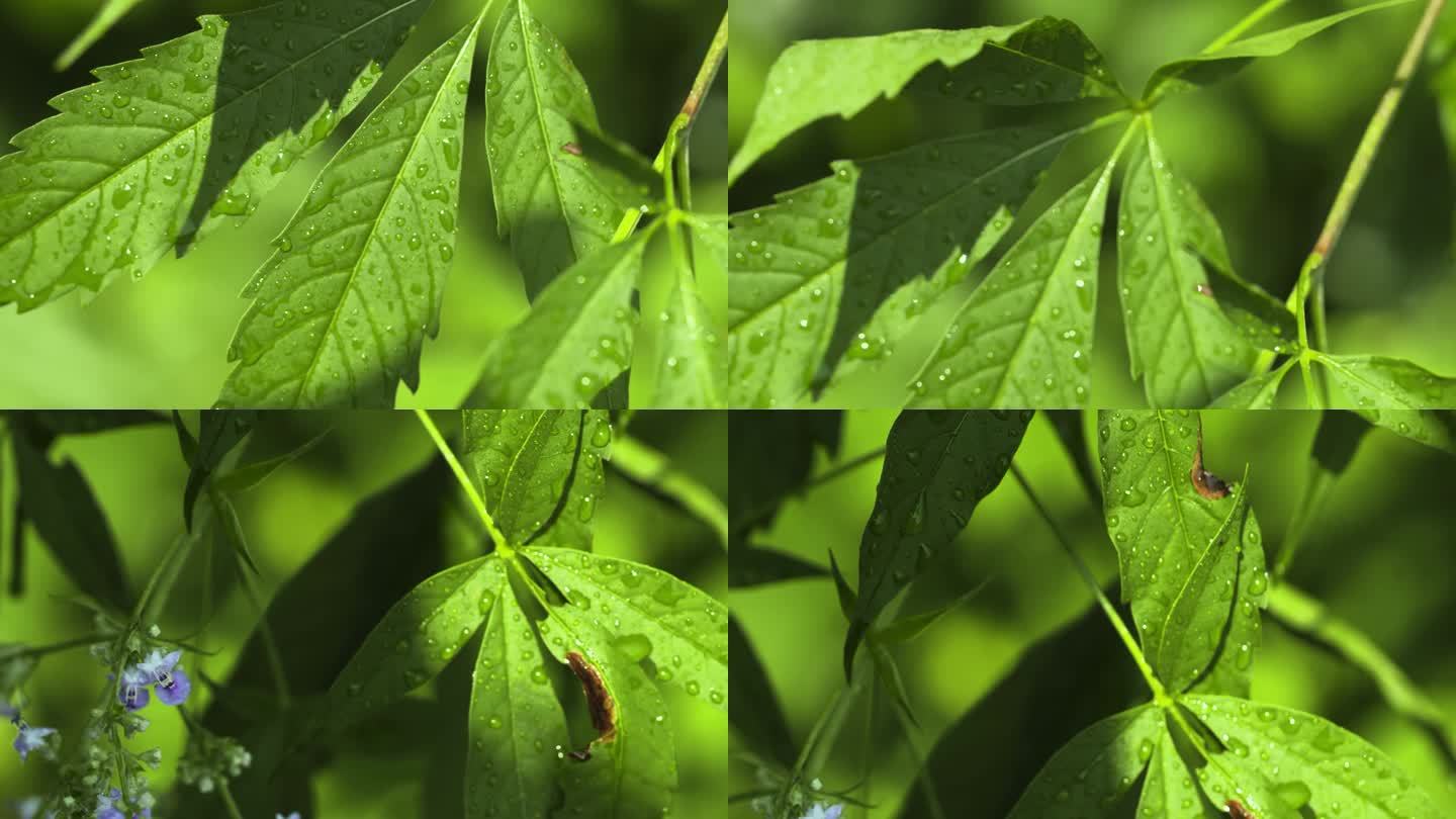 4kl1广东肇庆星湖七星岩景区植被细节4