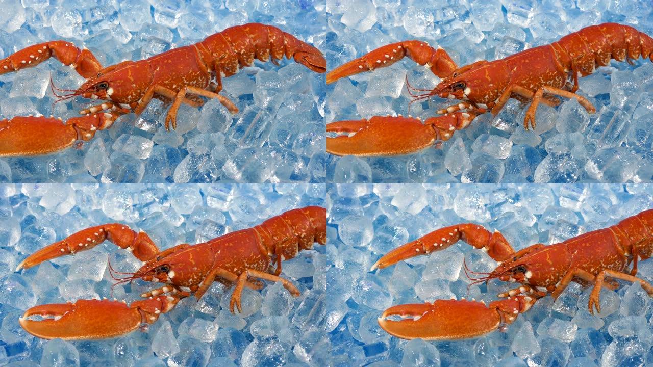 自助餐在冰上冷藏的龙虾
