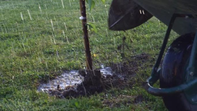 曼女士在多雨的果园里在种植的果树上铲土