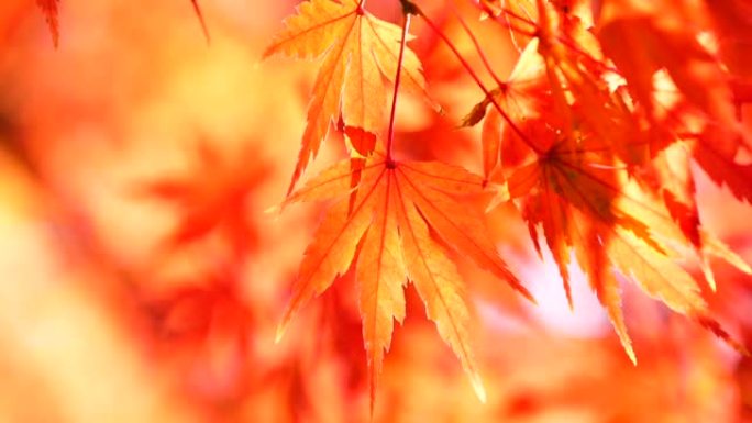 日本秋叶染红霜叶红于二月花红色枫叶唯美
