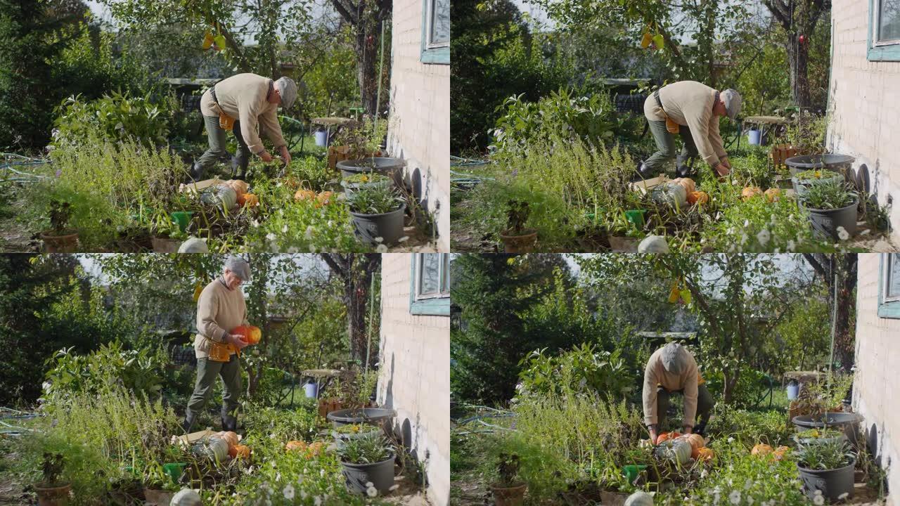 成熟的高加索人在菜园收获南瓜