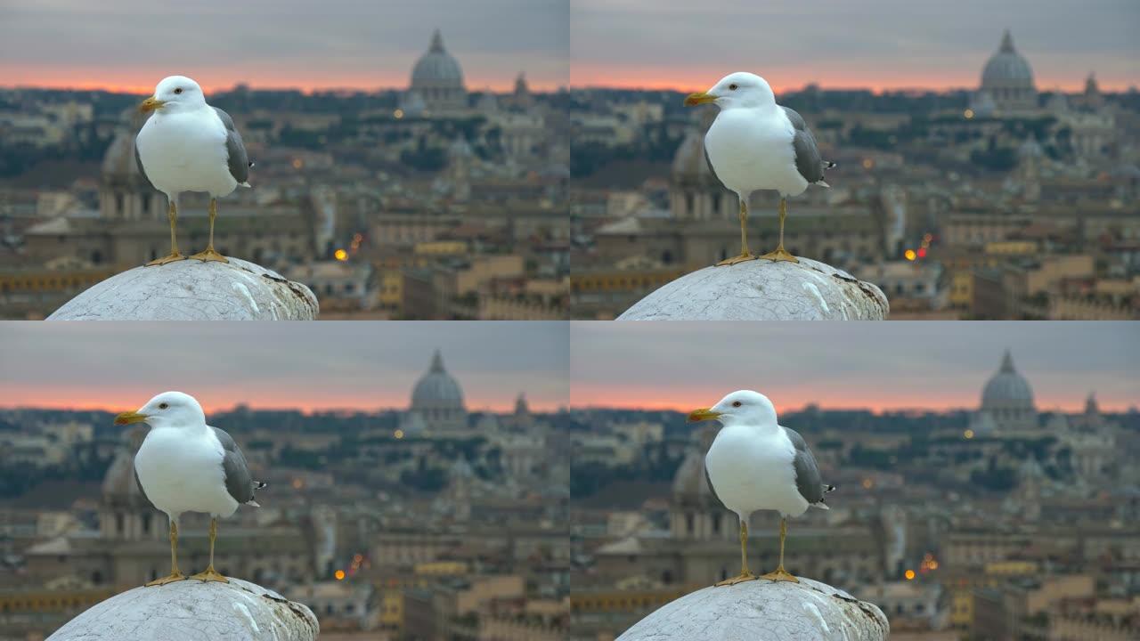 意大利罗马的白色海鸥。日落后，梵蒂冈的老罗马和圣彼得大教堂。4K, UHD