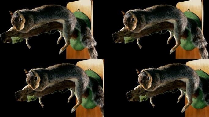 松鼠博物馆模型移动镜头