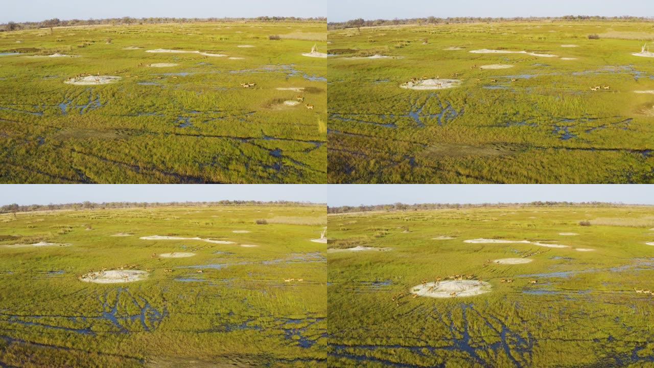 博茨瓦纳奥卡万戈三角洲沼泽中一群莱奇羚羊的空中平移视图