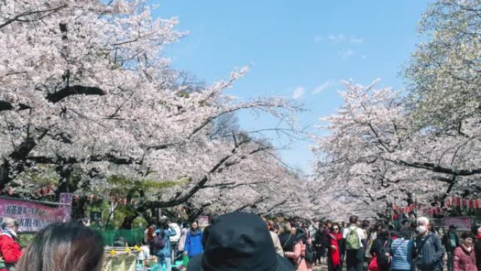 东京上野公园樱花节，时间流逝4k向右平移