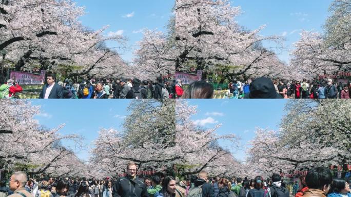 东京上野公园樱花节，时间流逝4k向右平移