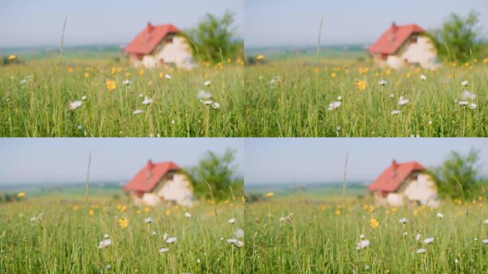斯洛文尼亚田园诗般的宁静乡村田园诗般的花朵