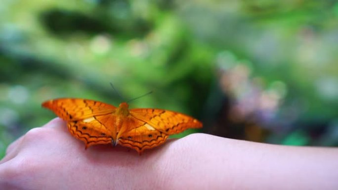 4k镜头橙色蝴蝶在森林中拍打女人后手翅膀的场景动物行为与自然概念