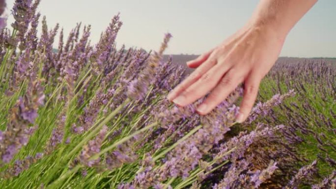 LA CU女人的手爱抚薰衣草花