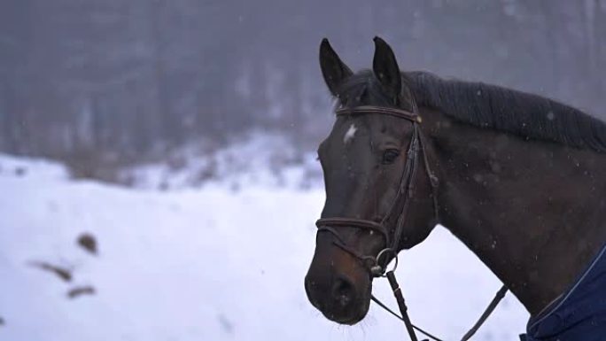 特写: 美丽的棕色头发的马，带着缰绳，环顾着白雪皑皑的大自然。