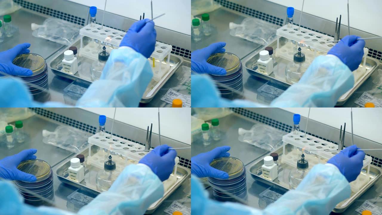 实验室里的人用桌子上的特殊设备工作。兴奋剂测试概念。