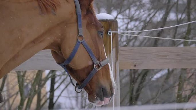 慢动作: 年轻的马，冬天外面有白色和浅棕色的外套。